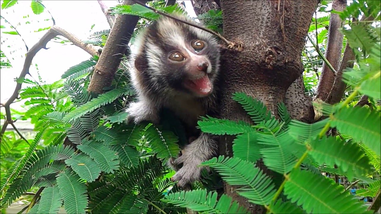 Rescued slow loris learns to climb a tree