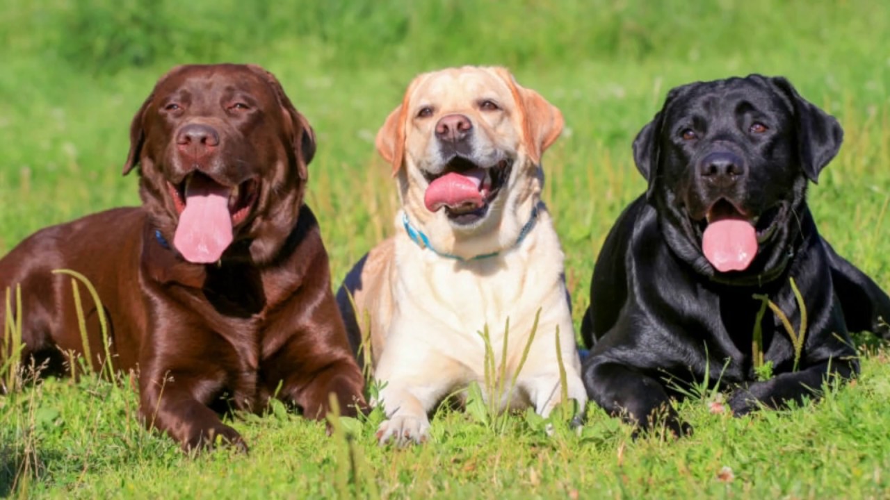 Top 50 curiozitati despre LABRADORI