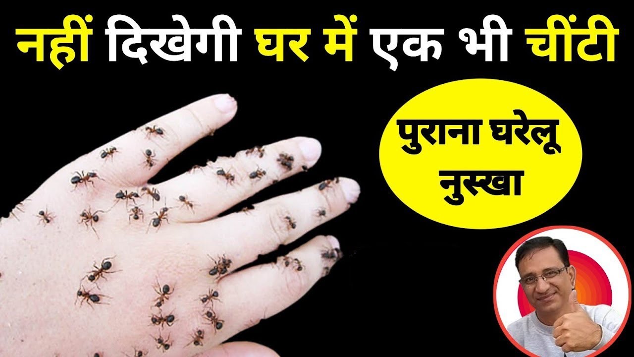 घर पर बनाएं चींटी भगाने का 100% असरदार पुराना घरेलू नुस्खा अब चीटियां भागेगी तुरंत