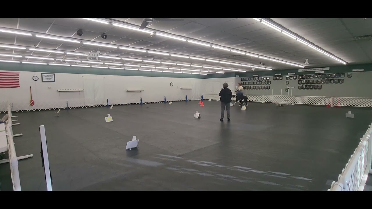 DMOTC 3/1/25 Trial 2 Advanced Rally- Gideon the Great Dane