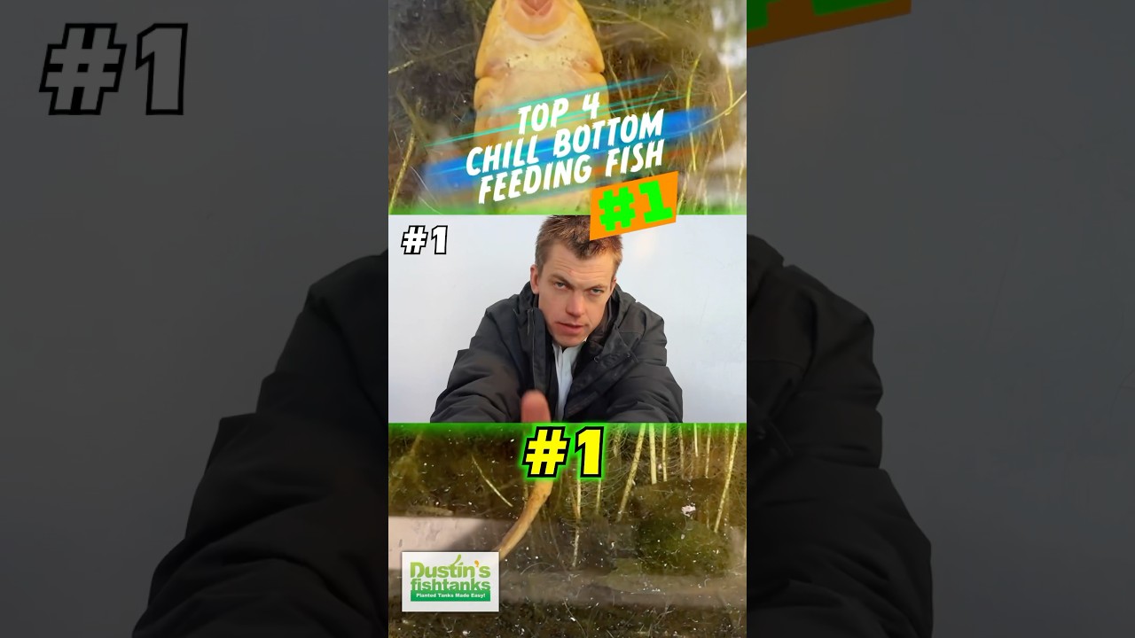 TOP 4 CHILL BOTTOM FEEDING FISH #1!