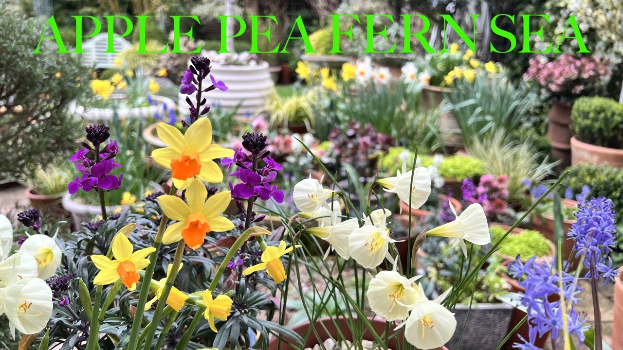 Our March Garden Tour of Joyful Spring Flowers & Colourful Bulb Container Display in a Small Space