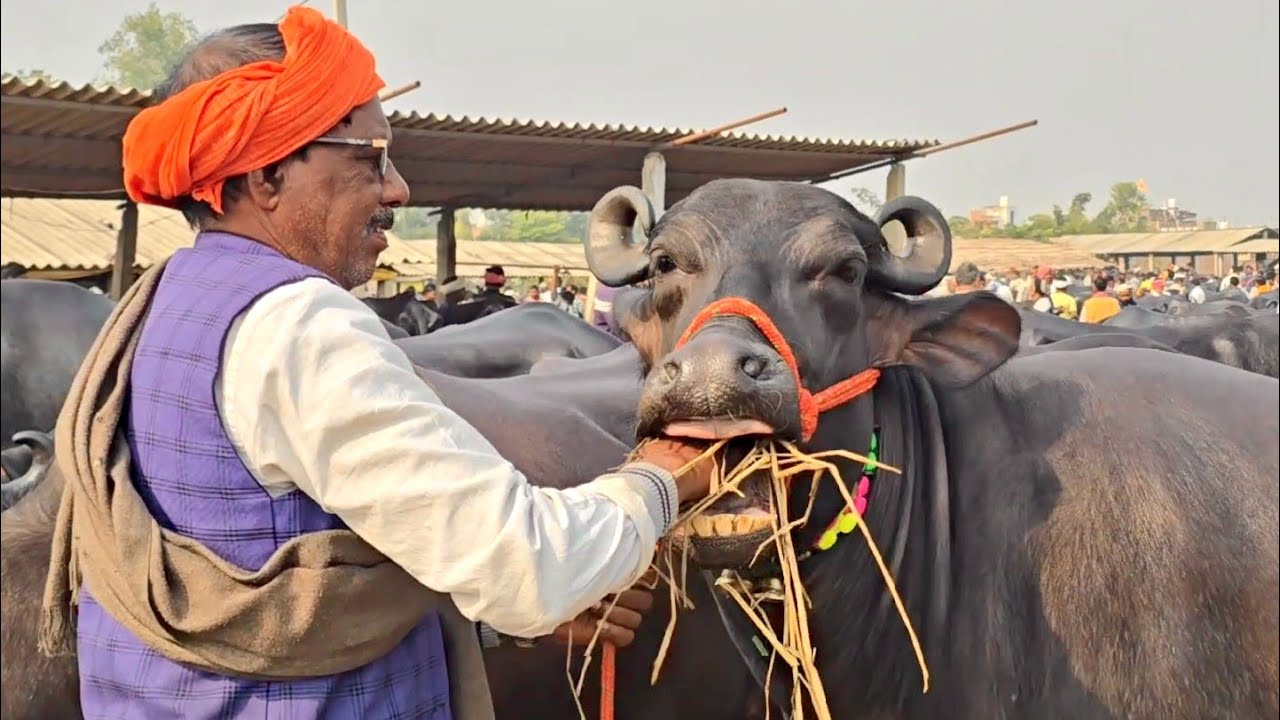 उत्तर प्रदेश मे सबसे अच्छा भैंस का मेला से नया विडियो | Dildarnagar Bhains ki Mandi | Buffalo Market