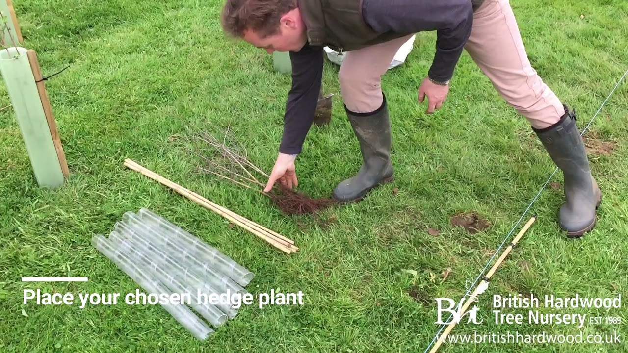 BHT HOW TO plant a double staggered row hedge