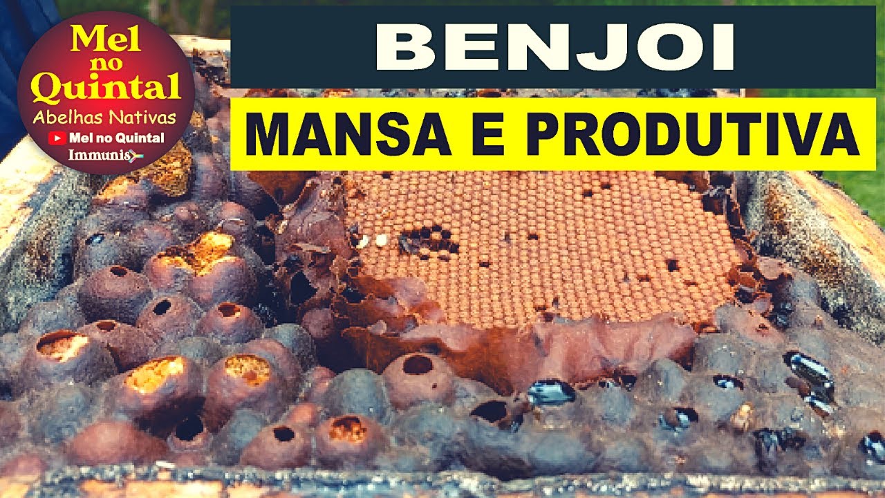 MULTIPLICA&Ccedil;&Atilde;O DE BENJOI, a Scaptotrigona muito MANSA!