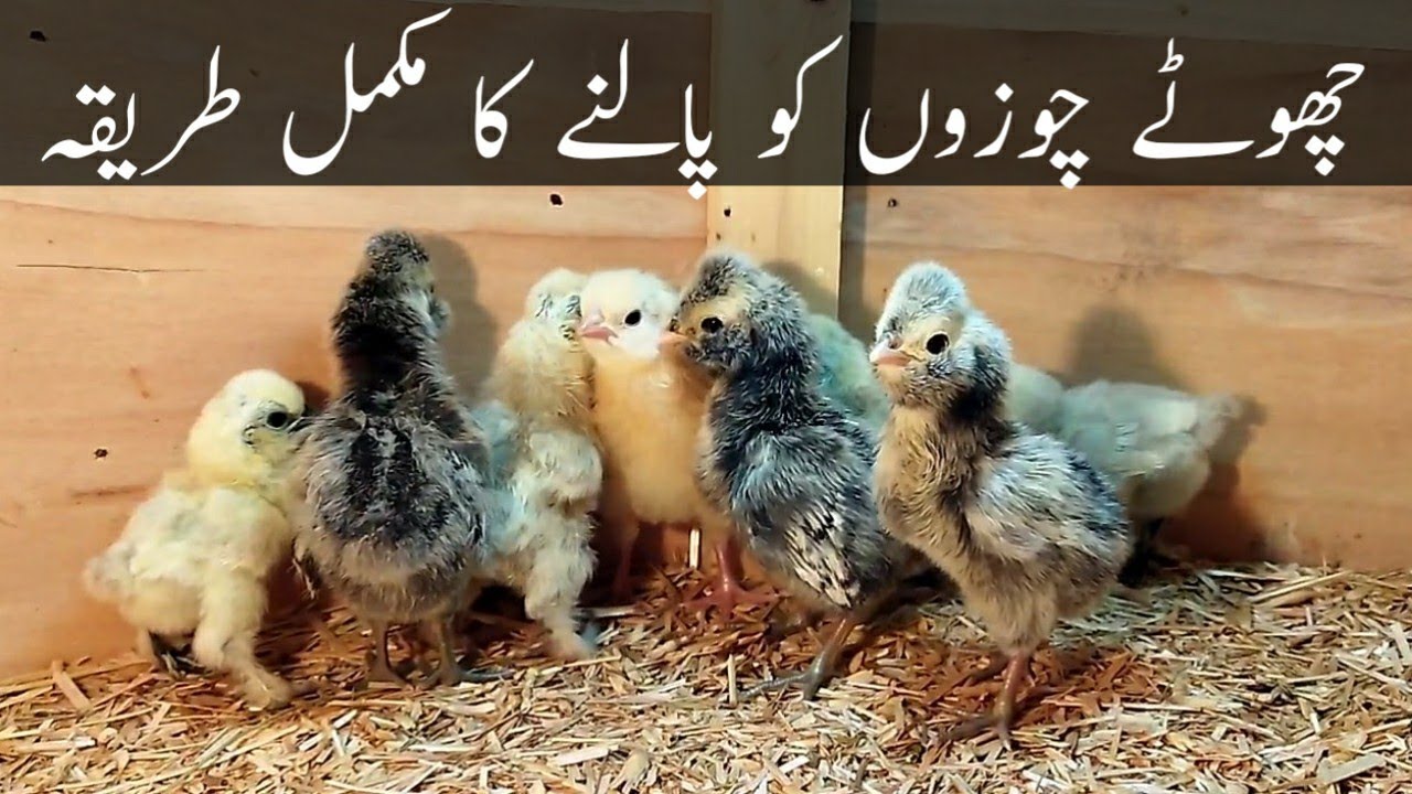 1 Day To 10 Day's Chick's Care ||Day old Chicks Care in Urdu/Hindi ||choze ||B 4 birds