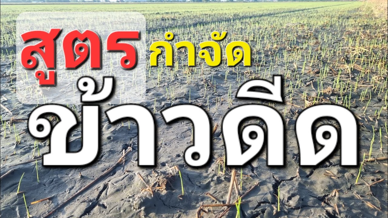 สูตรจัดการ ข้าวดีด สไตล์มหาแหม่ง ใครมีอะไรดีเอามาแชร์กัน