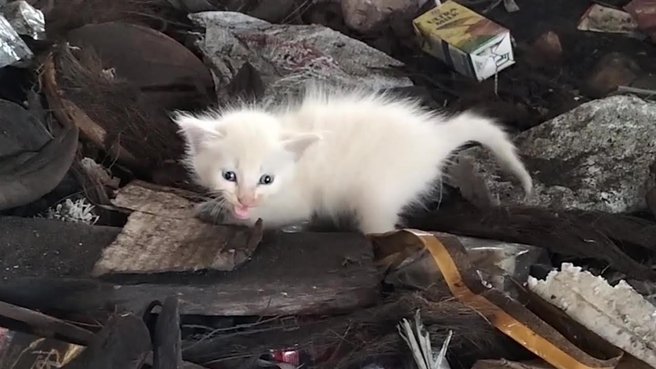 CUTE WHITE KITTEN BUT HIS HARD LIFE IN THE GARBAGE DUMPS OF THE CITY