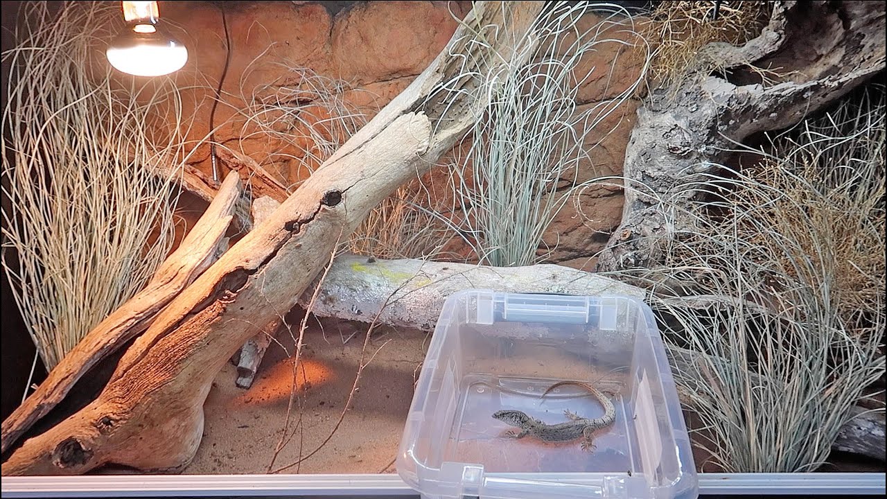VARANUS GILLENI Arid Enclosure BUILD!!