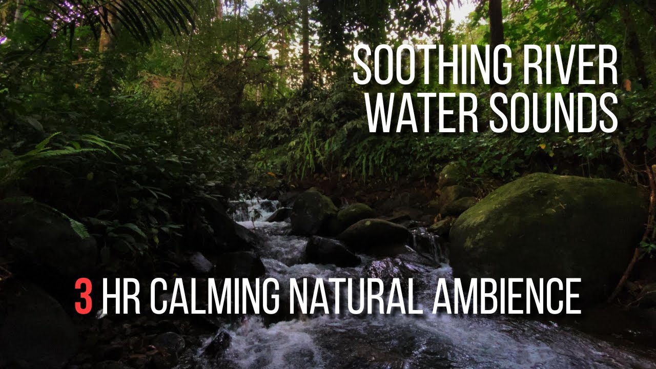 Soothing River Water Sounds | Gentle Forest | Calming Natural Ambience