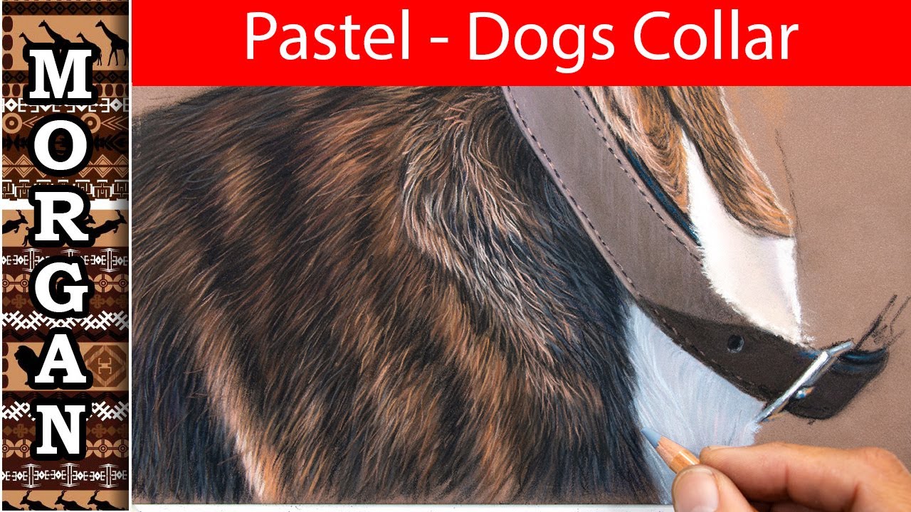 Drawing a dogs collar lesson - pastel pencils - Jason Morgan wildlife art
