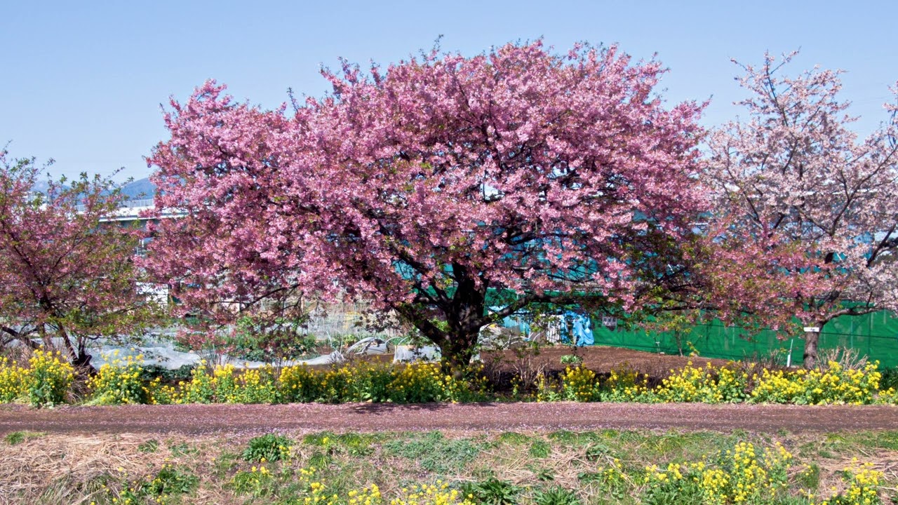 小出川河川敷の河津桜