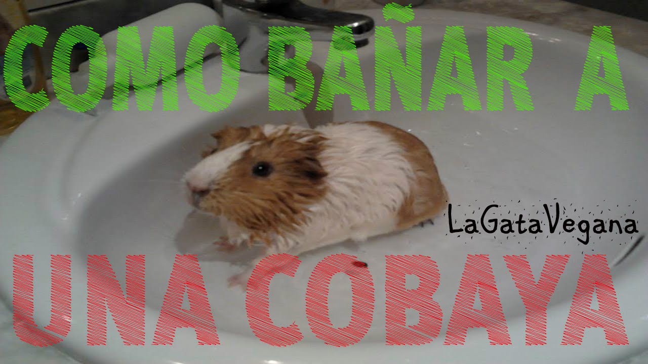 COMO BAÑAR A UNA COBAYA / CONSEJOS PARA EL ASEO,SECADO Y CEPILLADO CORRECTO DE UNA COBAYA