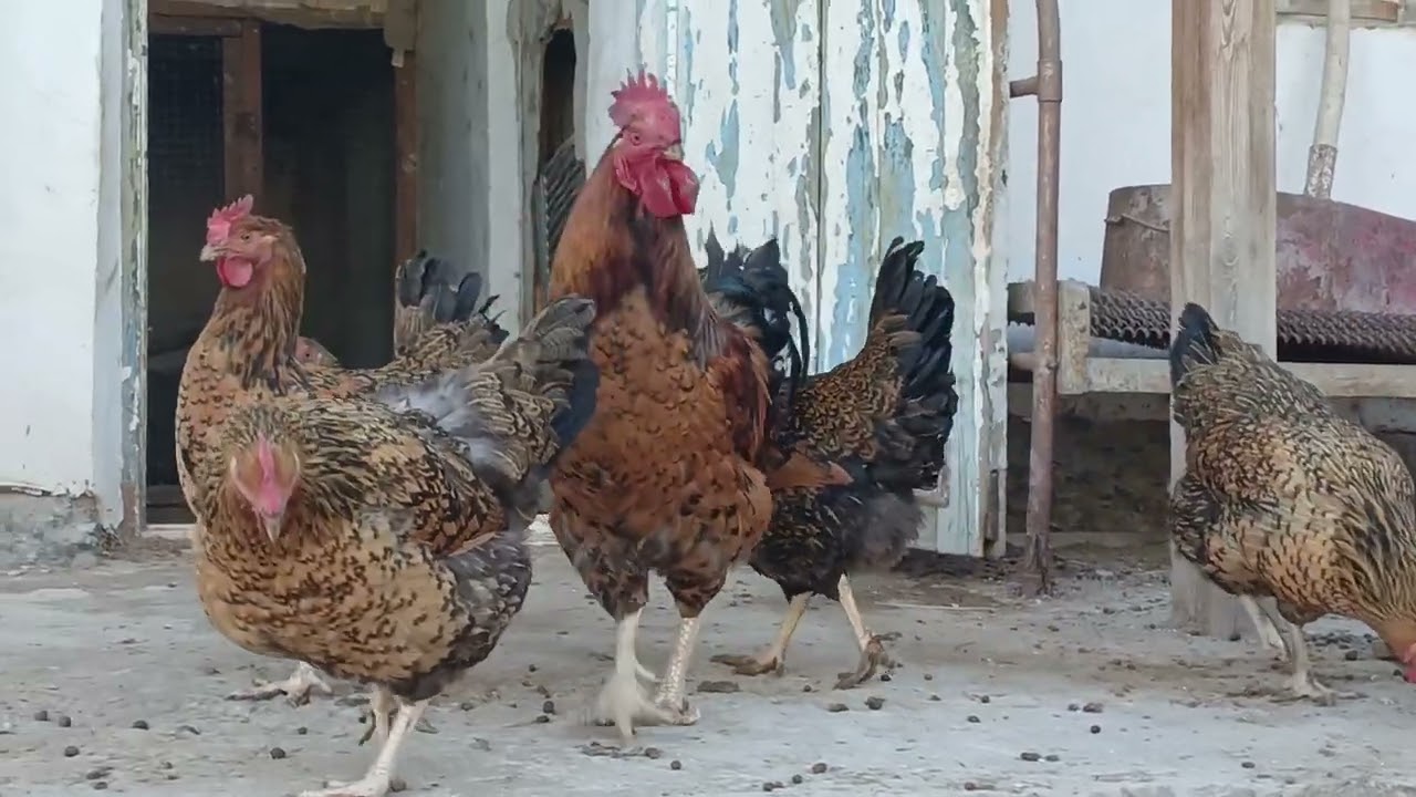 Кучинский Ситцевый Каракалпакстан город Ходжейли
