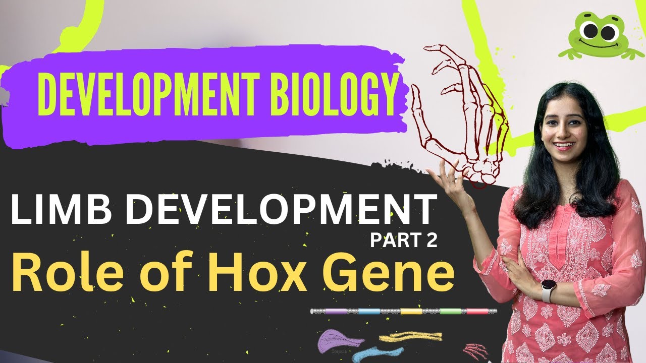 Tetrapod Limb Development I Hox Gene in Limb Development I Part 2 I Developmental Biology CSIR NET
