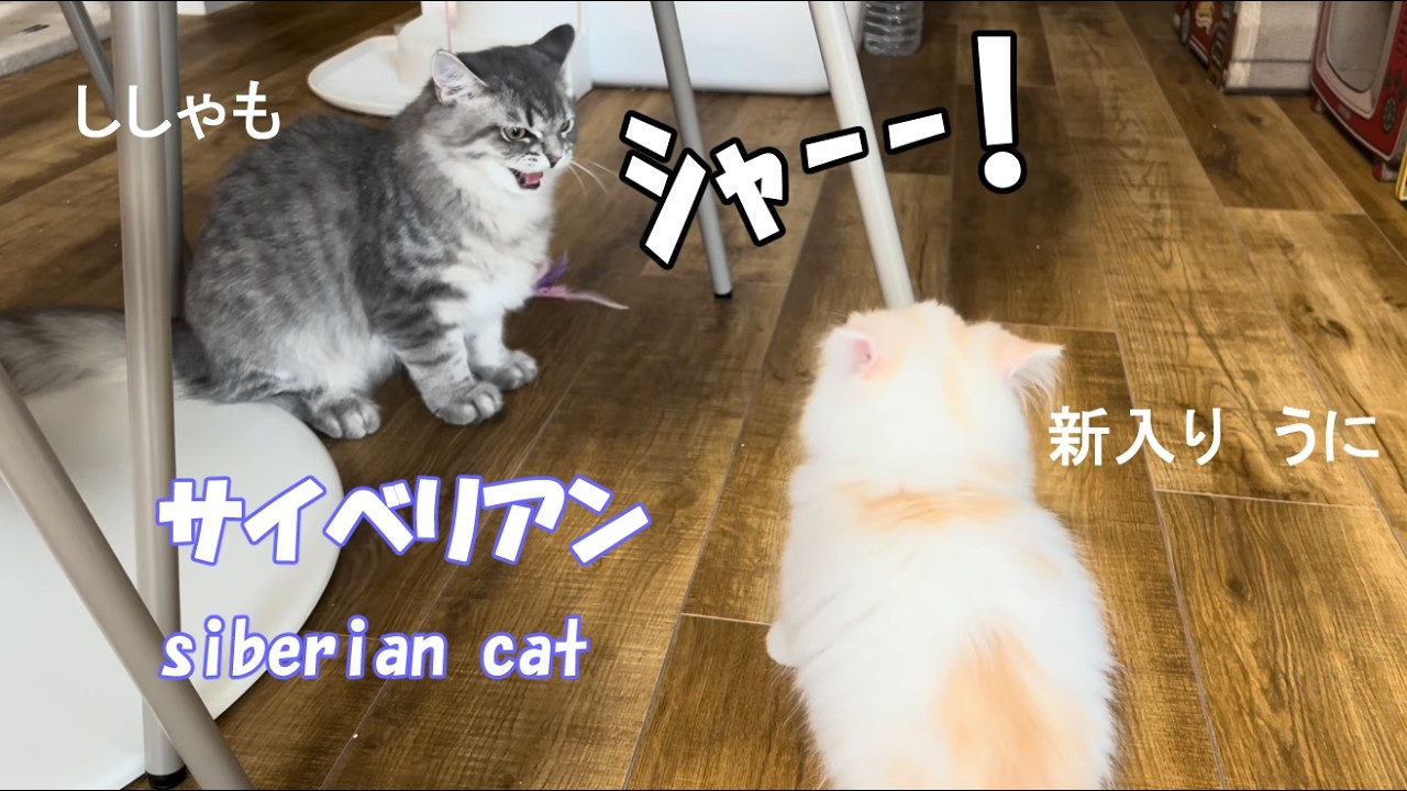 サイベリアン♂白猫うにが仲間入り。灰猫ししゃもと茶猫あさりから初めてのシャー！！Siberian cat