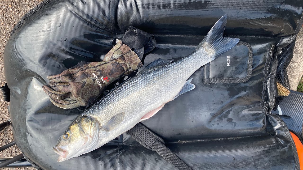 Spearfishing Uk- Beer Devon