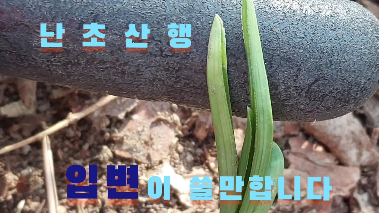 #춘란 산행에서#입변 하나 봤습니다#난초랑