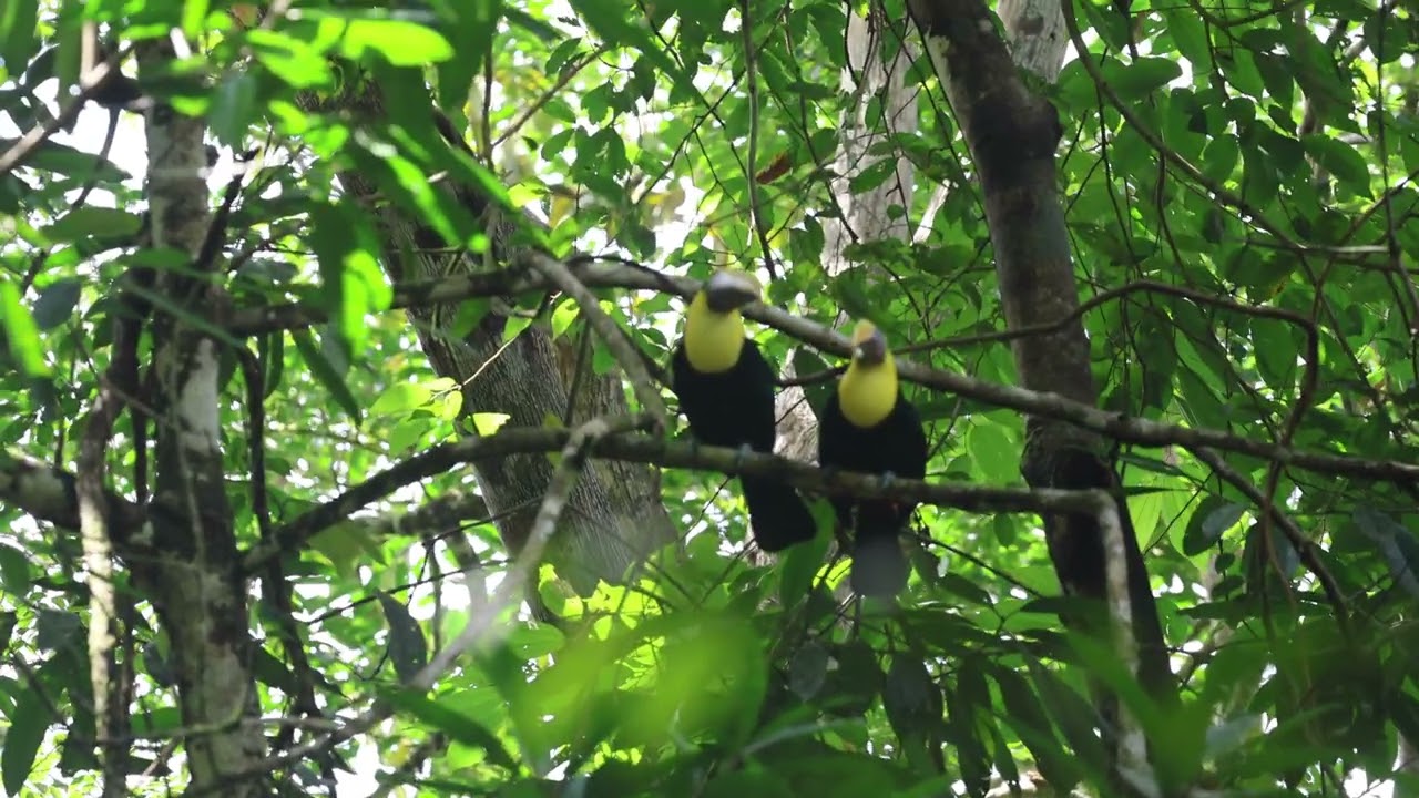 Toucans - Manuel Antonio