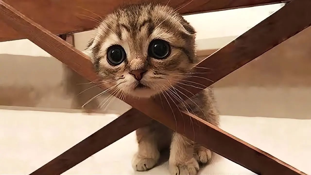Смешные животные заставят вас смеяться до слез 😂