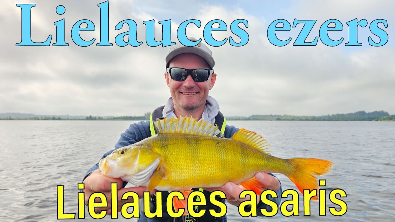 Lielauces ezers, Lielauces asaris.