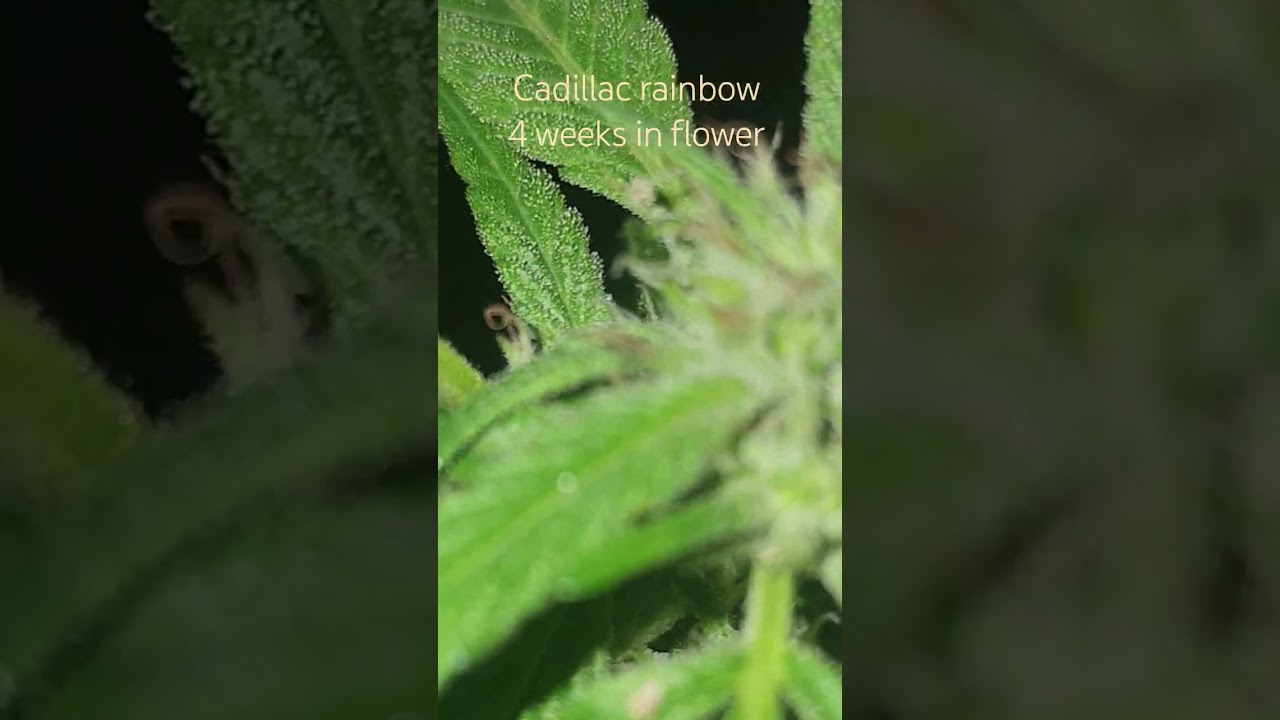 Cadillac rainbow clone #cannabis #cannabisplants #cannabiscommunity