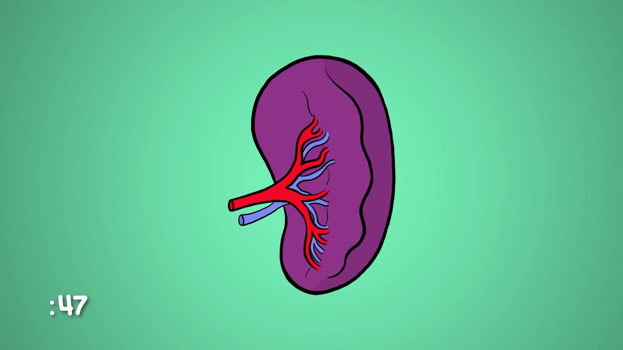 Что такое селезенка и для чего она нужна? | WebMD