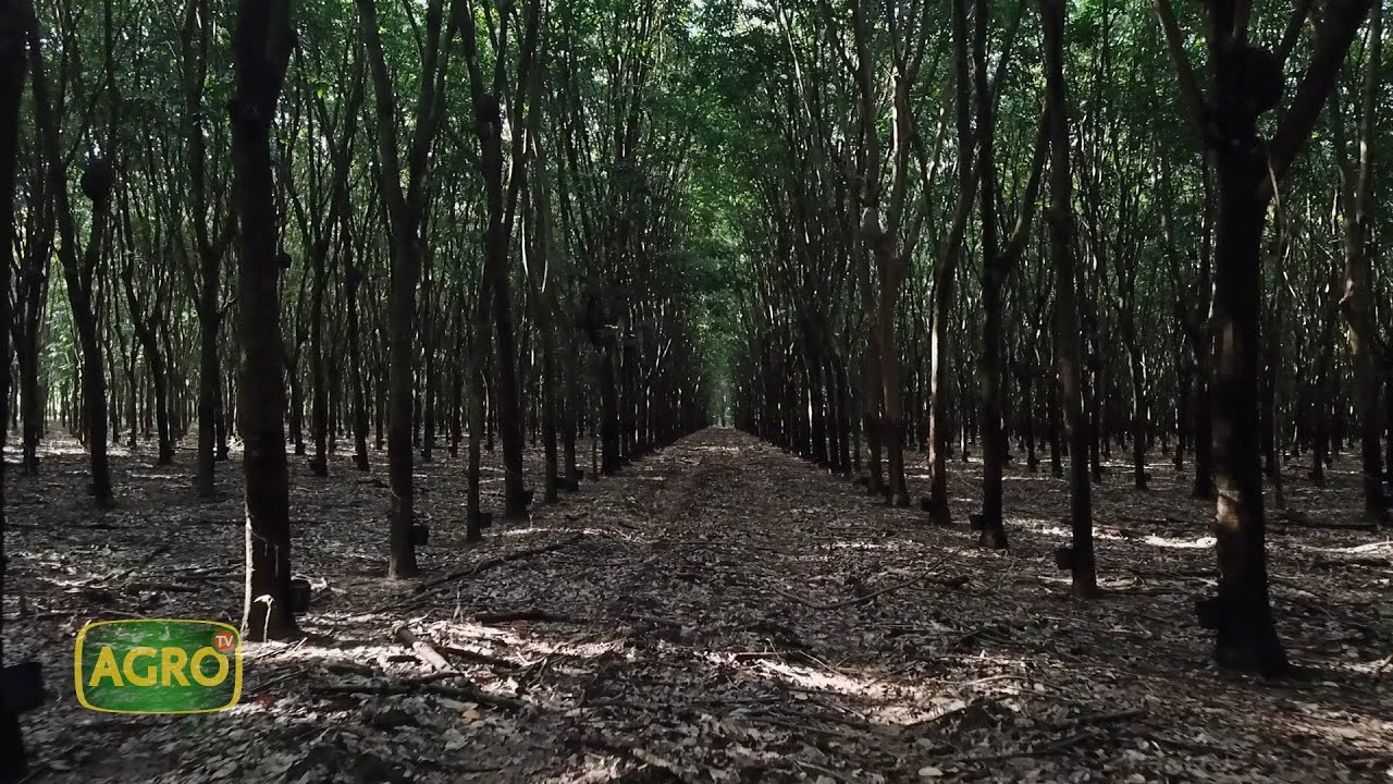 Mavalle: Pioneros en la producción de caucho natural en Colombia (#1041 2023-07-22)