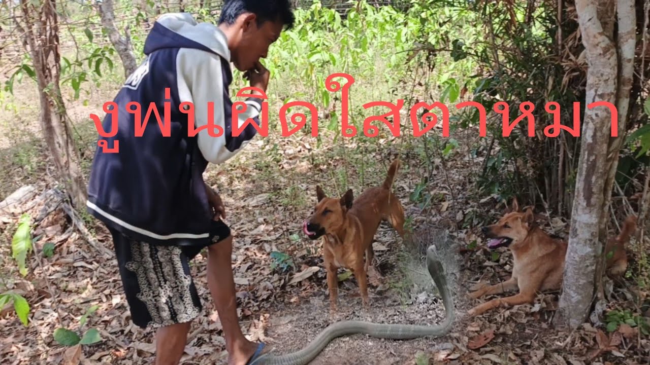 หมาถูกงูเห่าพ่นผิดใช่ตารักษายังไง