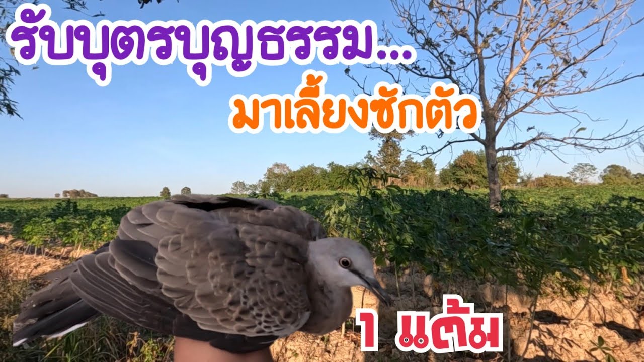 รับ…บุ.ต.ร.บุ.ญ.ธ.ร.ร.ม…มาเลี้ยง ต่อนกเขาใหญ่ จัด 1 แต้ม