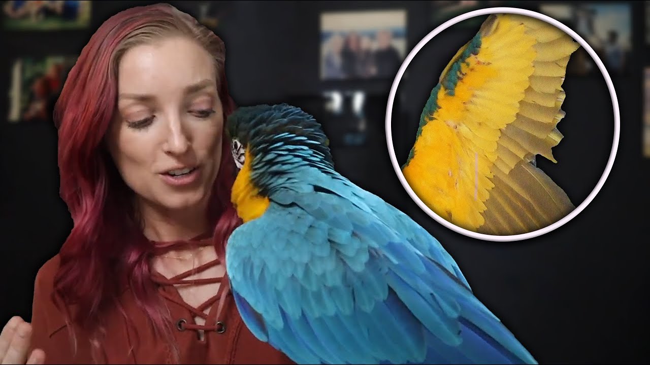 Should You Clip a Baby Bird's Wings For Its Own Safety???
