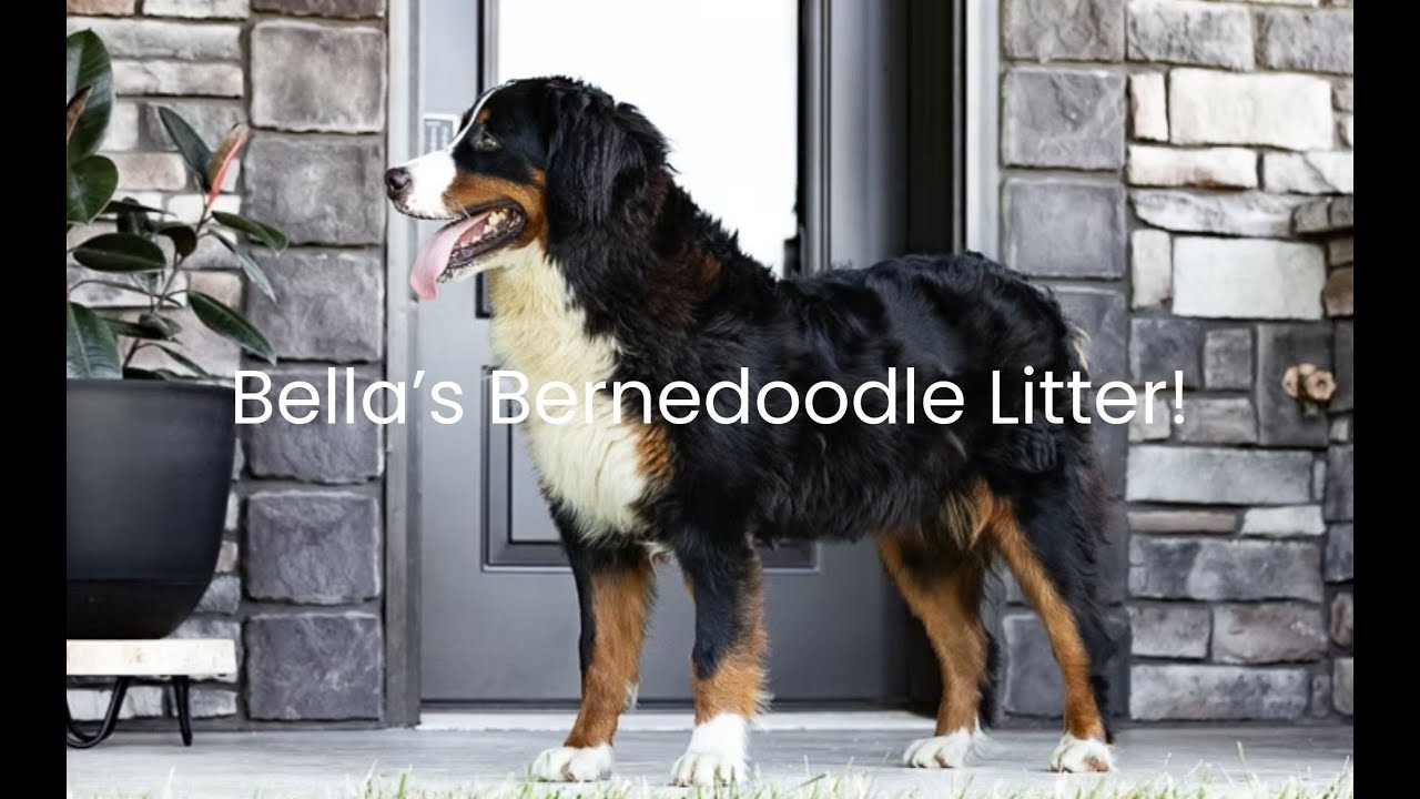 Bella & Tundra's Bernedoodle Litter Reveal!