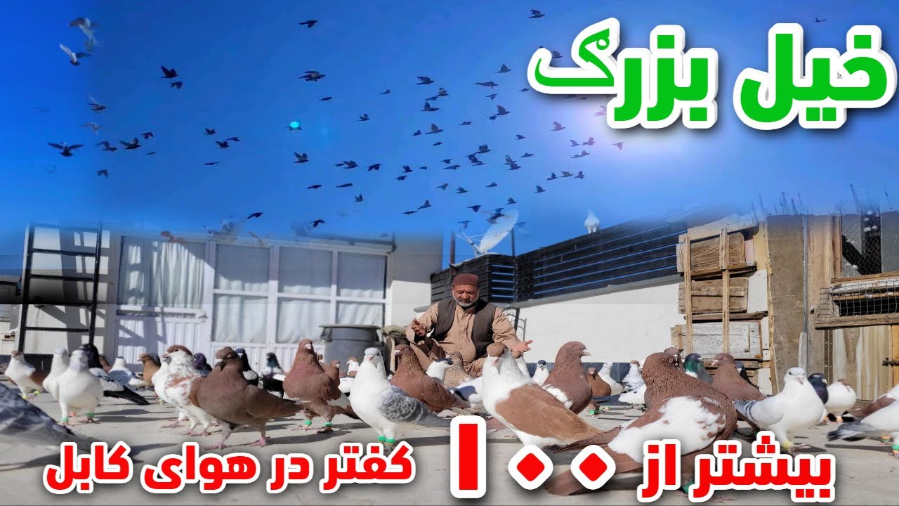 خیل چینده و نایاب/کفترهای وطني حاجي صاحب امان/ کفترهای اصل افغاني با ارزش خیلی بالا/ Afghan Pigeons