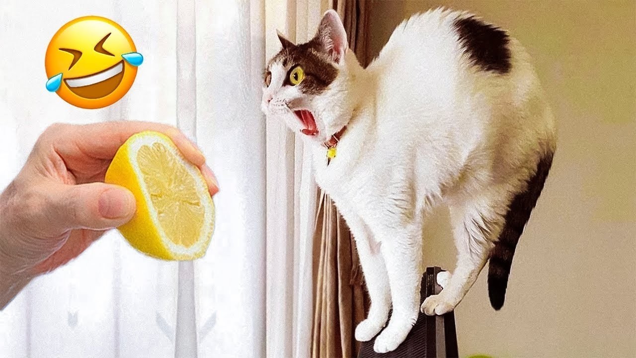 Hilarious Cats & Dogs Compilation 2025 😹🐶 Try Not to Laugh😂