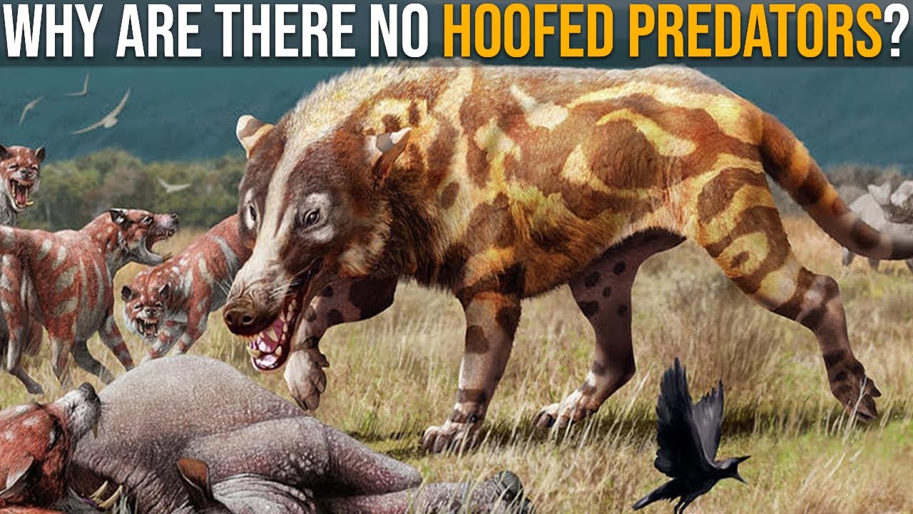 Why Are There No Predators With Hooves?