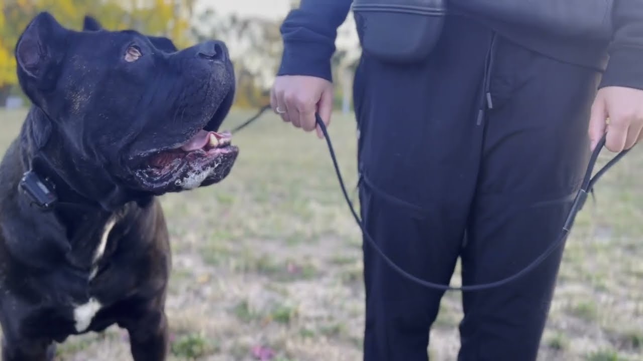 How to Hold a Leash