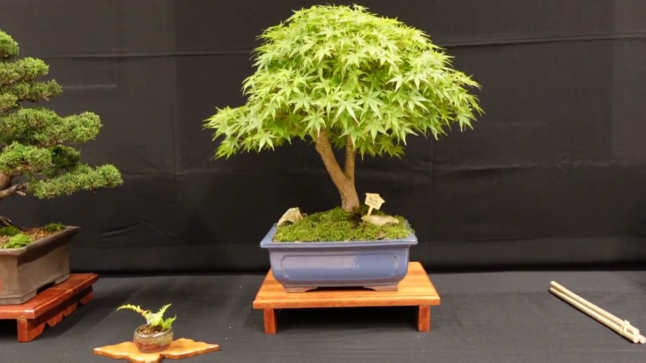 Bonsai Austellung 2025 von der Bonsai Vereniging Zuid-Limburg in Ubachsberg, Niederlande