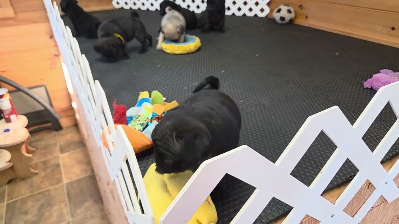 Zuma's litter. Video taken 2/16