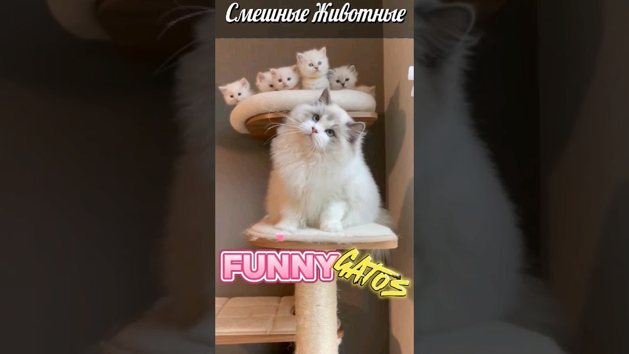 Смешные коты😹11 Funny cats /Приколы с котами/Funniest Cats/Gatos 2024 #shorts #catvideos #funny #cat