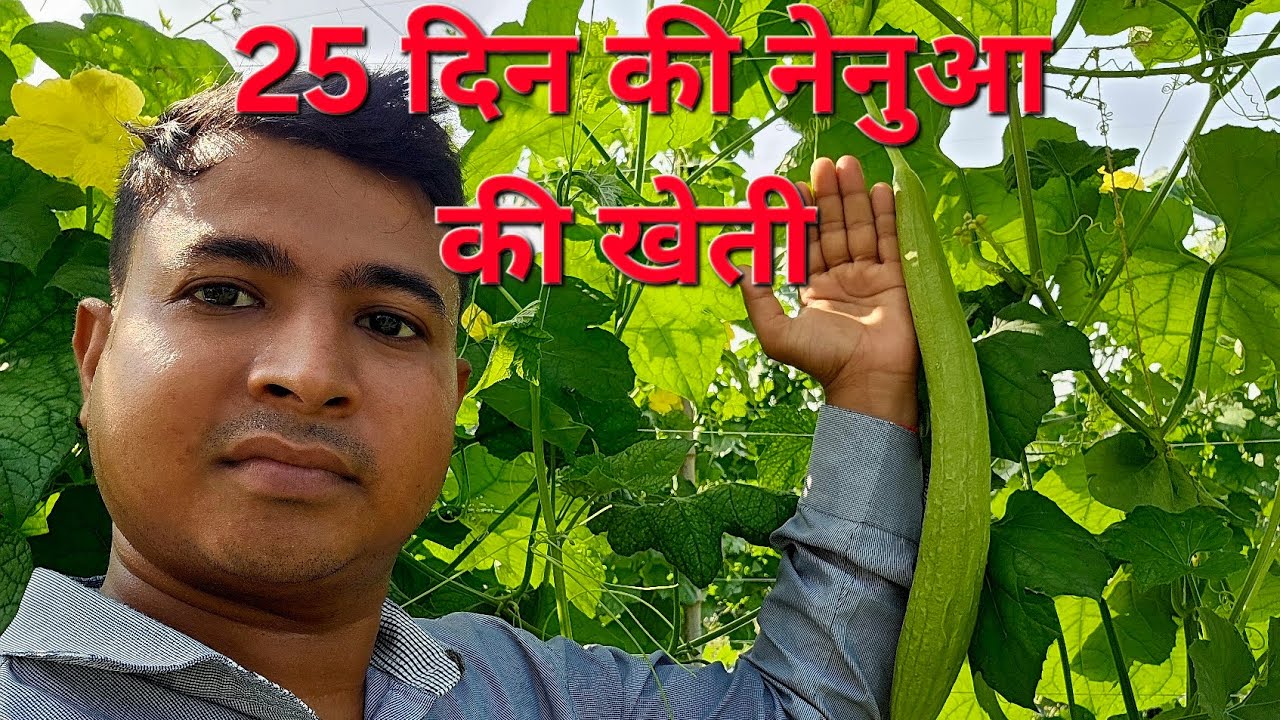 नेनुआ की खेती मचान विधि #nenua #agriculture #farming #vegetables #nature #tranding #viralvideo