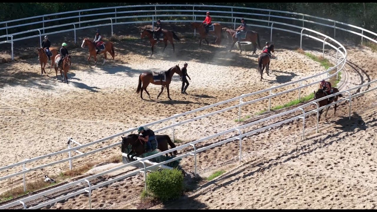 Show Lumet 2025 avec Arqana : les coulisses du dressage sur les obstacles