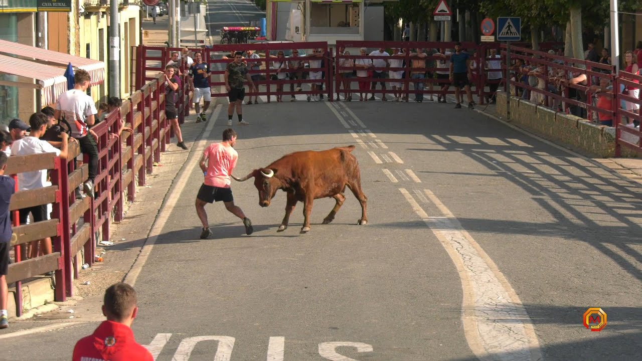 Tv Carcastillo - 07/08/2024 - Resumen Encierro Gan. Adrián  Domínguez.