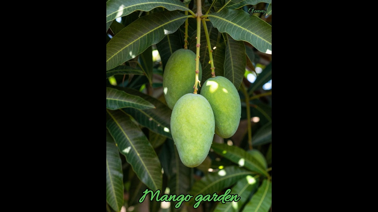 Mango garden
