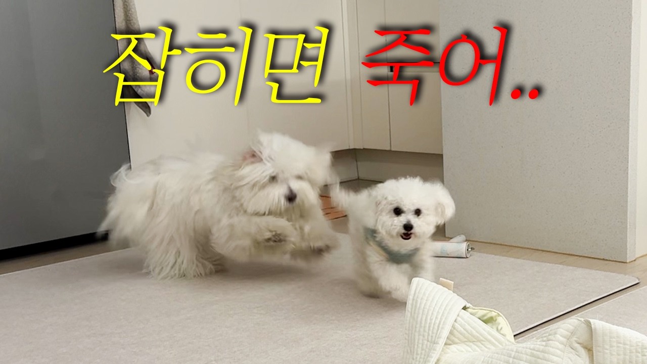 하찮은 강아지들의 2박 3일 브이로그[Vlog]