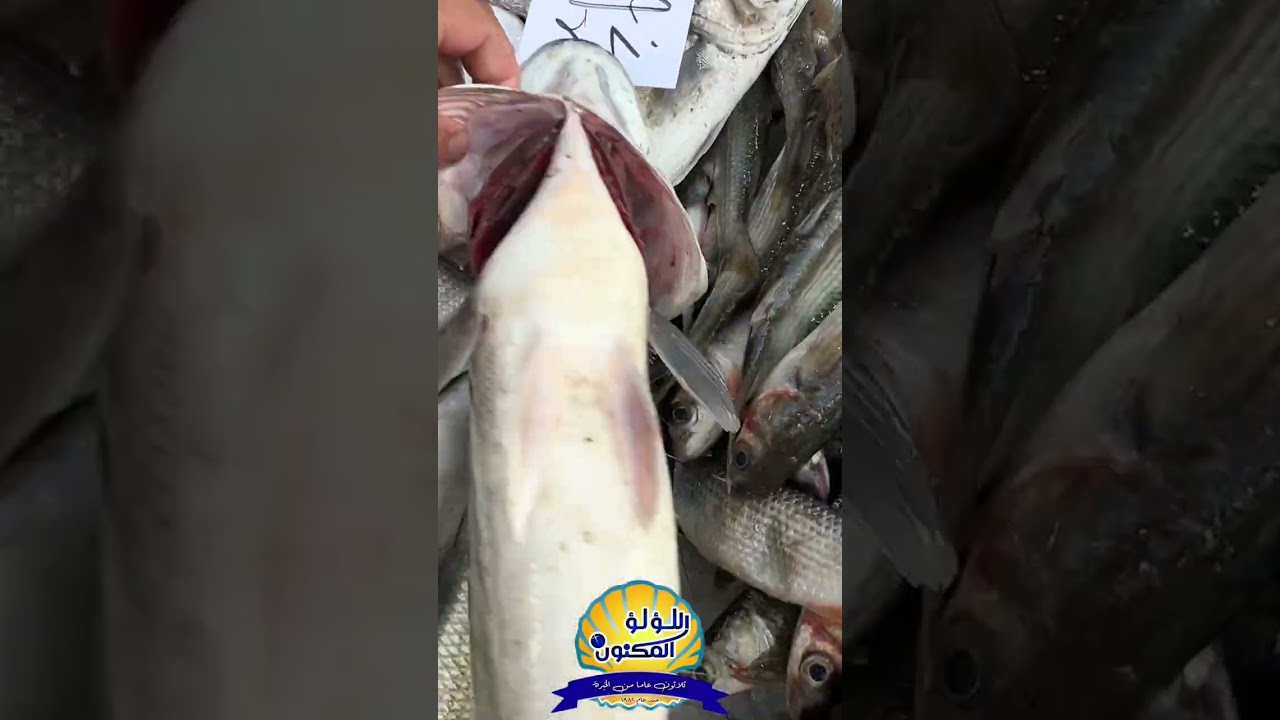 اسماك السبت ١/٢٣ اكير تشكيل اسماك البحر الفريش ✅🤍