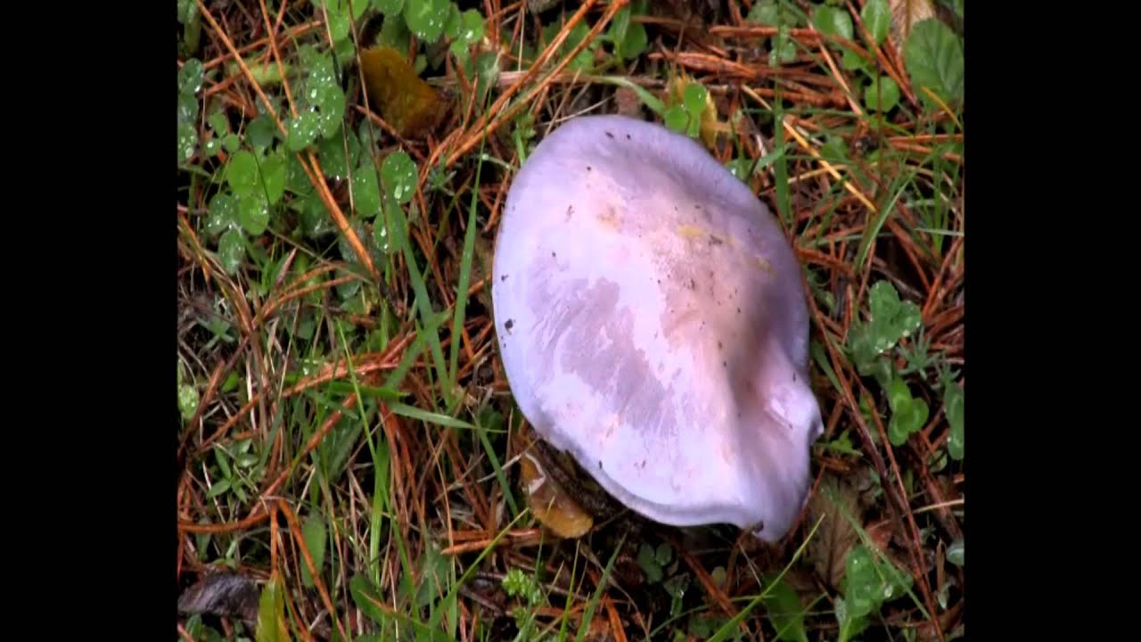 PRENSA RUTA MARAH: fragmentos cuevas setas y plantas de las riberas