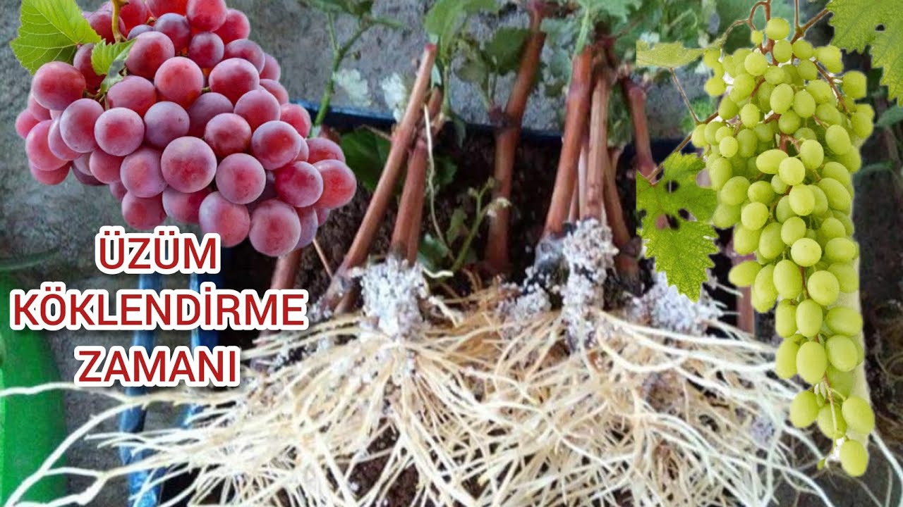 En Basit Üzüm Köklendirme Yöntemi🍇 Çelik İle Üzüm Yetiştirme🍇En Kolay Asma Köklendirme Şekli🌿