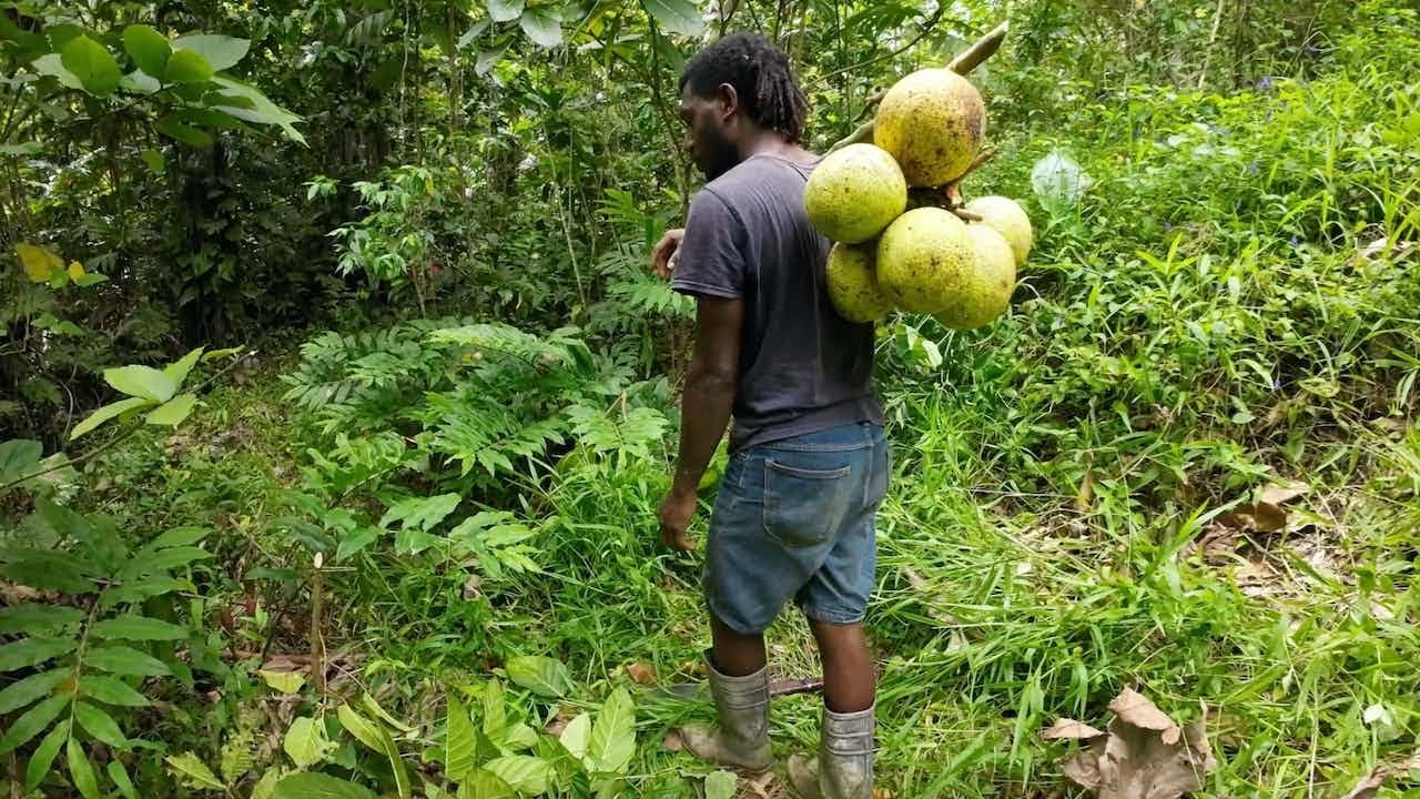 The Village Cuisine: Harvesting Breadfruits To Fry🇫🇯