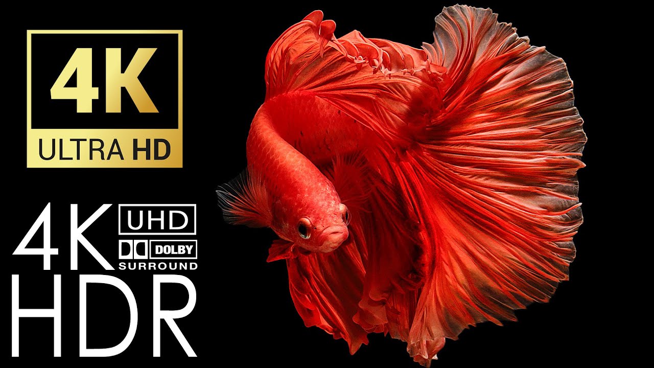 Stunning Betta Fish 4K HDR 60fps Dolby Vision &mdash; 4K UHD Abstract Liquid Screensaver | Relaxing Music