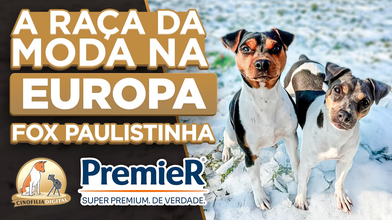 TERRIER BRASILEIRO: A ra&ccedil;a que conquistou os Europeus! | Cinofilia Digital